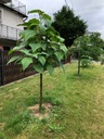 Маленький карп Paulownia Oxytree Гарантия на кислородное дерево