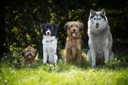 Dolina Noteci Premium pies puszka jagnięcina 800g Stan opakowania oryginalne