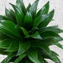 ДРАКЕНА КОМПАКТА (Dracaena fragrans) Комнатное растение Крупный саженец P12 - M