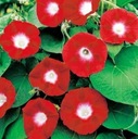 POWIN – VLK SCARLET O'HARA (IMPOMOEA PURPUREA) SEMENÁ 40 ks EAN (GTIN) 5907595508858