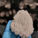 Lion's Mane (Brain+), Koralovec ježovitý - kvapky, silný extrakt Značka Ollywell