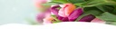 LILIA HIMALAJSKA (CARDIOCRINUM GIGANTEUM) | 1 SZT. Roślina w postaci bulwy/cebule/kłącza luzem
