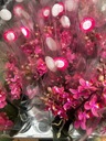 Живая орхидея JMP 40см диффузная 2р, ароматная