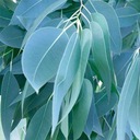 Морозостойкие семена голубого тасманского эвкалипта Gunnii до -18 С 5 шт.
