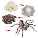 1 Nastavte fázy životného cyklu pavúka Vyučovanie v triede Kód výrobcu Prettyia-57048363