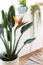 Strelitzia reginae RAJSKI PTAK sadzonka L Nazwa łacińska strelitzia reginae