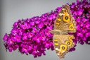 Buddleia davidii пурпурно-пурпурная MAGENTA MUNCHKIN - рассада куста-бабочки