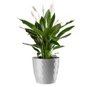 ЦВЕТОЧНЫЙ ВАЗ CRISTAL 25 СМ СЕРАЯ ПЛАСТИКОВАЯ КРЫШКА