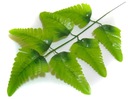 ПАПОРОТНИК Fern Leaf Lt.Green LEAVES