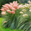 Пампасная трава розовая CORTADERIA SELLOANA 'Rose' Плотная, высокая для сада.