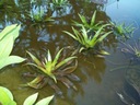 Осока плывет в пруд, водные растения