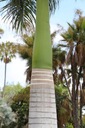 Exotické semená Palmy Kráľovská palma Rojston Roystonea regia 'Florida' Kód výrobcu INSSEED0031