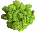 Chrobotek moss чистый олений мох 100 г
