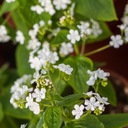 Brunera veľkolistá BETTY BOWRING Brunnera Biele kvety Sadenice 1L Výrobca inna