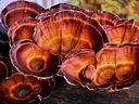 Reishi Ganoderma lucidum Lakownica mielony 50 g Kod producenta 5903076414939