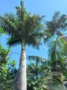 Exotické semená Palmy Kráľovská palma Rojston Roystonea regia 'Florida' veľkosť topánok tety Klotky 1 ks