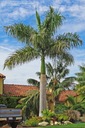 Exotické semená Palmy Kráľovská palma Rojston Roystonea regia 'Florida' Značka Inspiruj