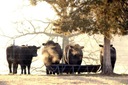 ЛИНИЯ, плетеная проволока для ОВЧАРКИ для коров, крупного рогатого скота, оранжевая веревка, 500 м