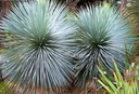 Mrazuvzdorná Jukka Rostrata (Yucca rostrata) do - 20 C semená 3 ks Odroda Jukka Rostrata (Yucca Rostrata)