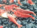 Krewetka Neocaridina SAKURA RED 10 szt Wody słodkowodne