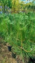 Sosna czarna PINUS NIGRA wysokie drzewo sadzonka W DONICY Wysokość sadzonki 20-30 cm