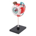 Тіло — фото 5