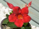 Мандевилья Дипладения цветущая лиана красные цветы для балкона P12