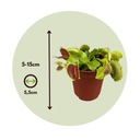 Dionaea Muscipula — Венерина мухоловка — Набор из 6 шт. — ⌀5,5 см — Высота 5–10 см
