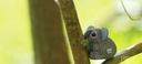 Koala - Eko 3D skladačka - Eugy Materiál karton