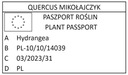 Итальянский розмарин 20см ИТАЛЬЯНСКИЕ ТРАВЫ C1,5 БОЛЬШИЕ ПОСЕВЫ XXL