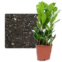 Грунт для субстрата ZAMIOKULKAS 5л