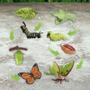 Model životného cyklu motýľov a nočných motýľov, Séria Zabawki owadów