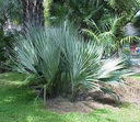 MAZARI STRIEBORNÁ PALM NANNORRHOPS RITCHIEANA MAZARI Hmotnosť 5 g