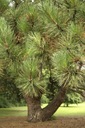 Сосна черная Pinus Nigra ПОСАДЫ 3-летние елки