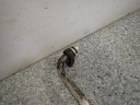 NISSAN ALMERA N16 00-06 1.5 QG15 FIL CLIMATISATIONphoto 5