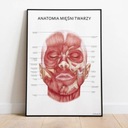 Plansza tablica anatomiczna plakat mięśnie twarzy