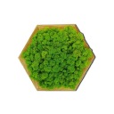 СТЕКЛЯННАЯ КАРТИНА ИЗ МХА ДЛЯ СТЕНЫ «ОЛЕНЬ»