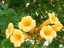 Milin americký 'Flava' (Campsis radicans) Rastlinná forma sadenica v nádobe 2-3l