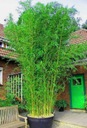 Mrazuvzdorný bambus v kvetináči na terase a balkóne do - 20 C semená Značka DobreNasiona.pl