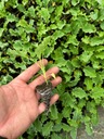 Jarmuż zielony rozsada 5szt Brassica oleracea convar Kod producenta Jarmuż zielony