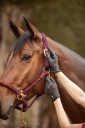 Рукавички Horze Сірий 8 000 Р.