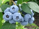 Čučoriedka americká DENISE BLUE 3-ročné sadenice Latinský názov vaccinium corymbosum