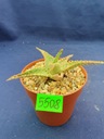 Aloe hybrid 5508p - PS1607S Druh rastliny sukulenty