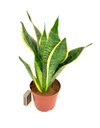 Sansevieria Futura Superba. Hadica - 40 cm P12 Názov rastliny sansevieria