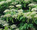 Вьющиеся гортензии Hydrangea petiolaris ПОСЕВ В КОНТЕЙНЕР P9