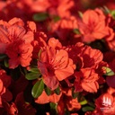 Rododendron | Azalka japonská &quot;Geisha Orange&quot; Výrobca Szkółka krzewów ozdobnych E.P. Burziwoda i Syn