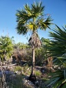 Exotické semená Palmy pre záhradu Palma Morissa Leucothrinax morrisii Stav balenia originálne