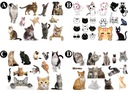 Временные татуировки для детей Кошки и котята