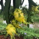KAKTUS ŽLTÝ PITAJA DRAČIE OVOCIE HYLOCEREUS 3 NASIO Druh rastliny kaktusy