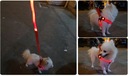 Svietiace postroj pre psa mačka LED postroje Červená S Veľkosť psa malý pes